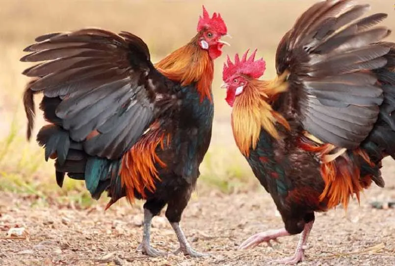 Đá gà Campuchia là gì ? Lưu ý quan trọng khi chơi cá cược 3 Luật chơi game chi tiết nhất