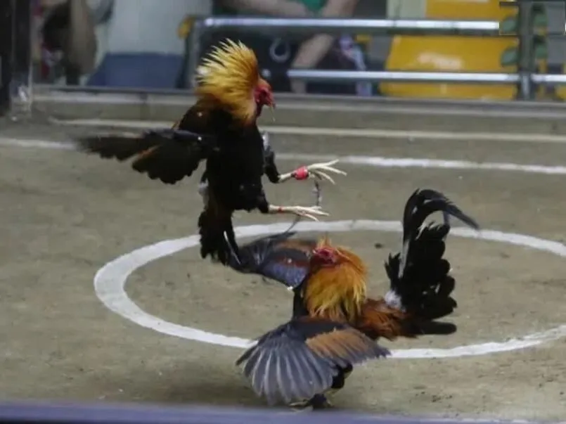 Cá cược đá gà cựa dao ở đâu uy tín, an toàn hàng đầu? 3 Kinh nghiệm chơi cá cược đá gà cựa dao bất bại