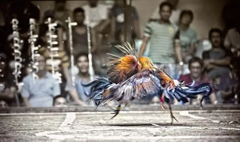 Tham gia đá gà trực tuyến giúp bạn cải thiện thu nhập tại nhà