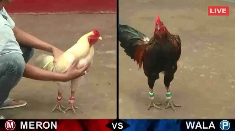 Tổng quan về trò chơi đá gà Thomo