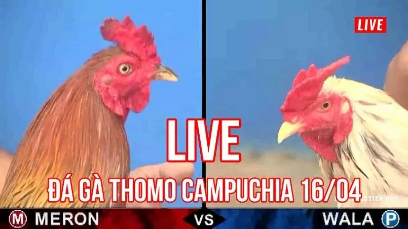 Luật chơi đá gà Thomo