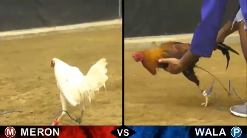 Kinh nghiệm chơi đá gà Thomo bách thắng