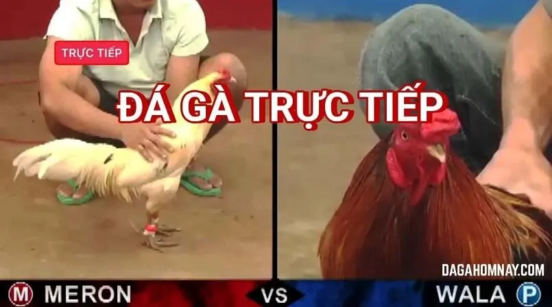 Tìm hiểu hình thức đá gà là gì?
