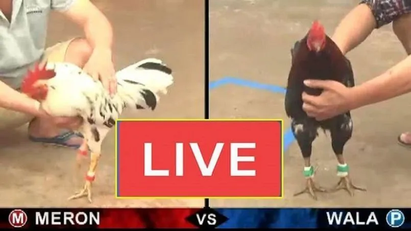 Cá cược đá gà trực tiếp Thomo - Bí kíp không lo thất bại 2 Sơ lược đá gà trực tiếp Thomo