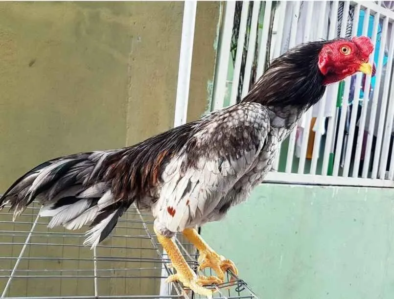 Nguồn gốc gà Asil và sự nhập khẩu vào Đông Nam Á