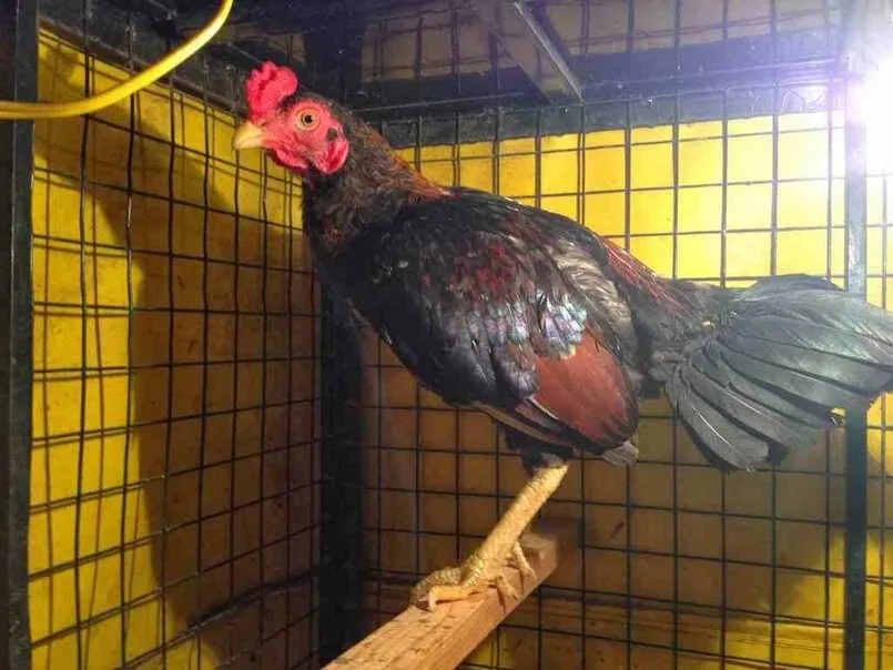 Nhận dạng vẻ bề ngoài của chúng như thế nào là chuẩn xác?