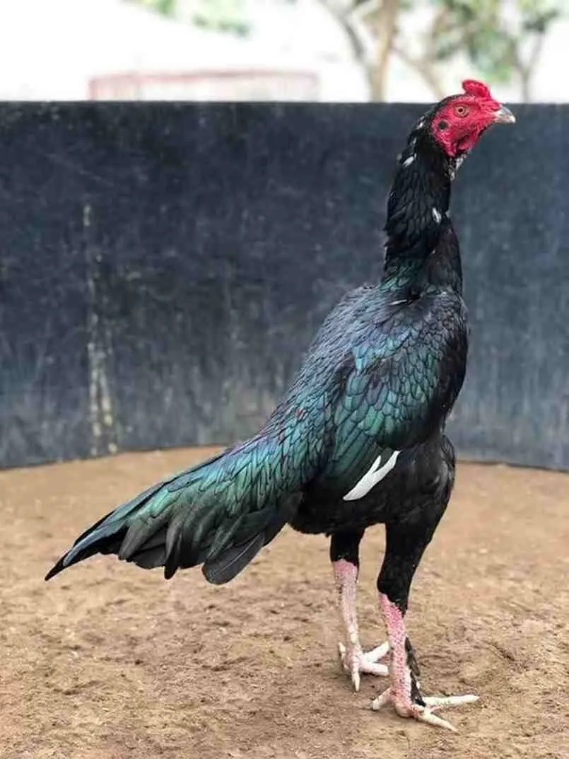 Gà Mã Lai còn được gọi là gà mã mái vì có ngoại hình, màu sắc giống gà mái