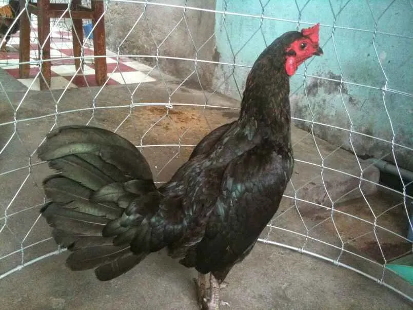 Gà Mã Lai Là Gì? Kinh Nghiệm Cá Cược Kèo Gà Mã Lai 3 Gà mã mái có sức khỏe tốt, ít bị bệnh