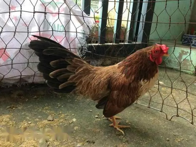 Gà Mã Lai Là Gì? Kinh Nghiệm Cá Cược Kèo Gà Mã Lai 4 Kinh nghiệm cược kèo gà Mã Lai luôn thắng là gì?