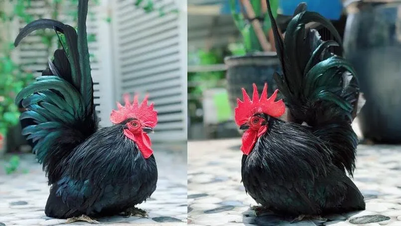 Gà Thái Là Dòng Gà Gì? Kinh Nghiệm Đá Gà Thái Hiệu Quả 3 Chúng có thể tham gia các trận đá gà cựa dao kinh điển