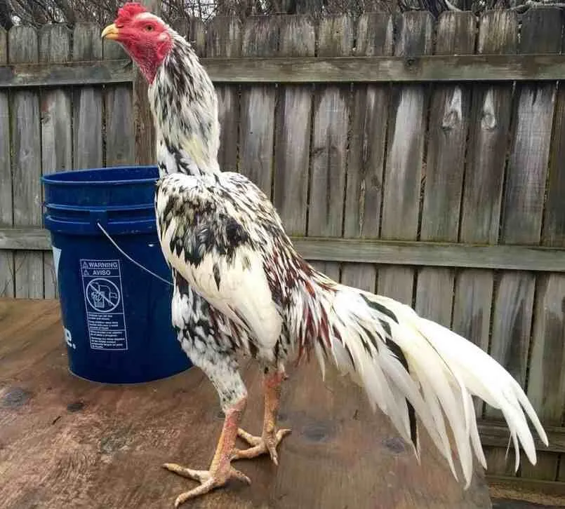 Hãy lựa chọn giống gà đảm bảo tiêu chuẩn và chất lượng