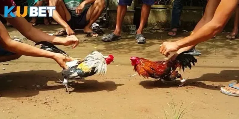 Kubet đá gà với nhiều hình thức đá gà đặc biệt