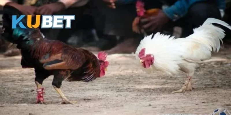 Kubet đá gà được đầu tư ra sao?