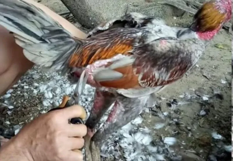 Sư kê đang tỉa lông gà chọi