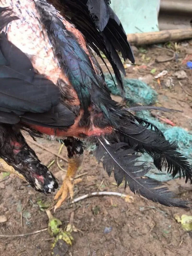 Nhổ lông đuôi gà chọi